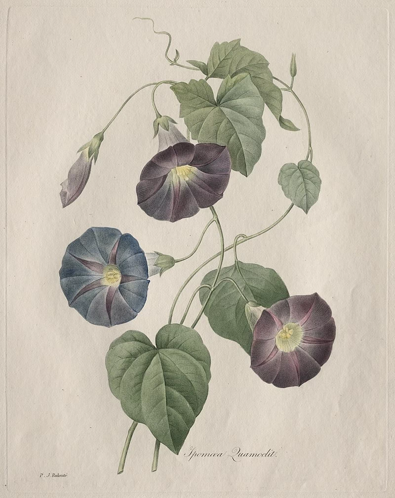 Star - glory Morning, glory, Cleveland Museum of Art
